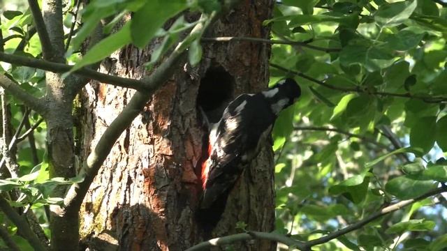 Дятел в дупле, кормит смотреть онлайн
