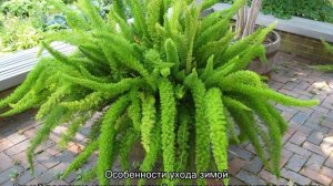 Аспарагус Мейера — уход в домашних условиях