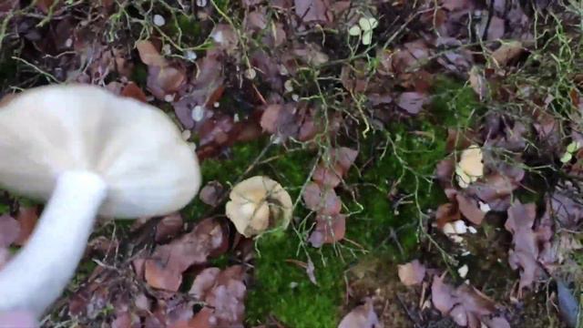 Чехия.Славковский лес. Прогулка вокруг озера. смотреть онлайн