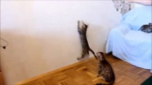 Бенгальский кот.Бенгальские котята.Bengal cats playing