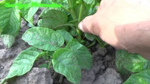 ➤Повилика, сорняк паразит  Как с ней бороться? павилика