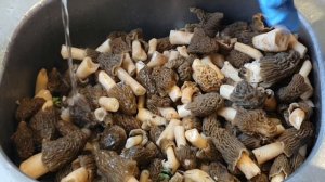 Как приготовить сморчки