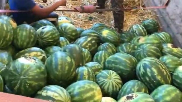 Арбуз Гризли F1 - Заполнение фуры - 20 тонн. Краснодарский край. смотреть онлайн