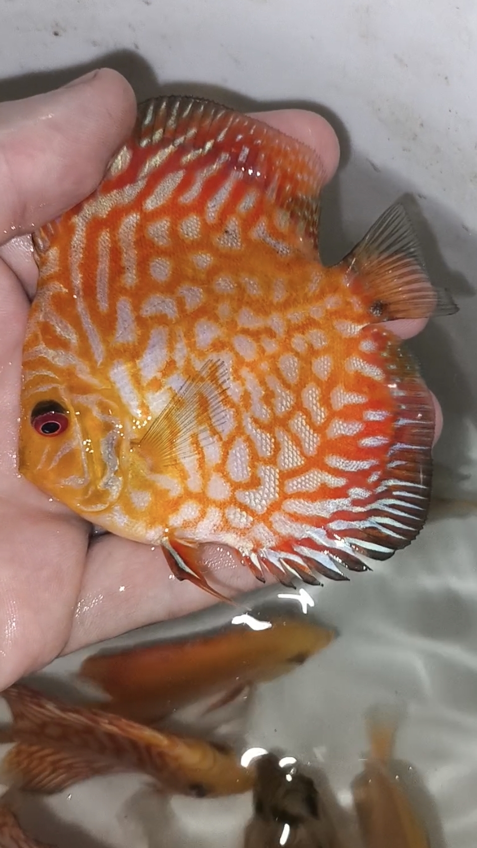 Отправка по Краснодару смотреть онлайн