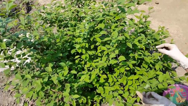 Прищипывание как источник БОЛЬШОГО УРОЖАЯ ! смотреть онлайн