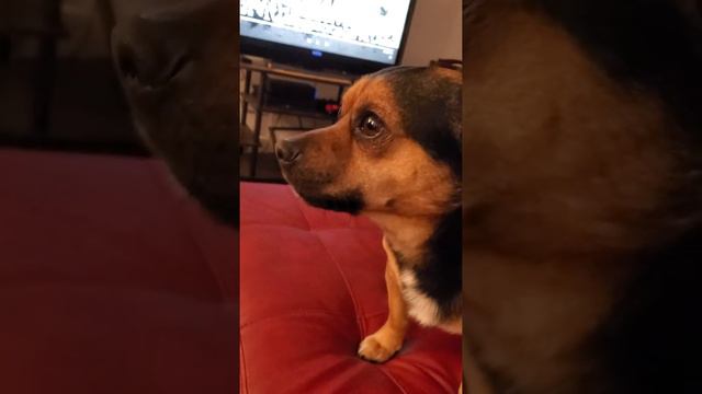 Bob Barker the dog смотреть онлайн