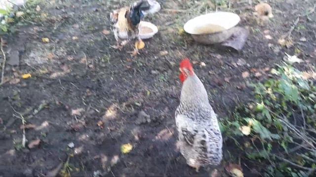 птенцы целуют Петра Петровича смотреть онлайн