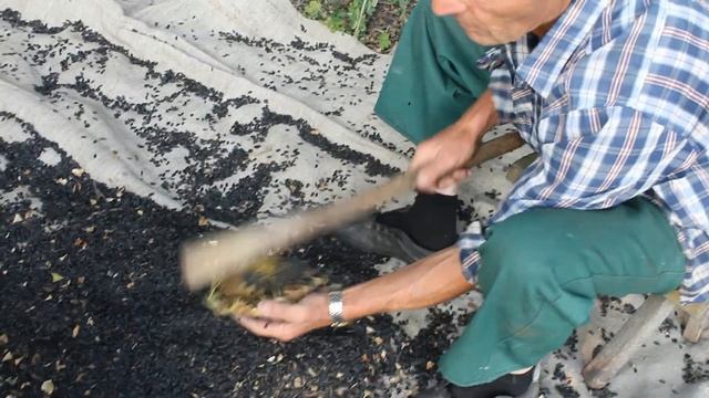 БЫСТРАЯ ЧИСТКА ПОДСОЛНУХА! Домашнее подсолнечное масло. Жизнь в селе.