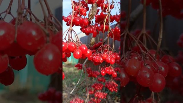 Калина красная, калина вызрела... #shorts, #oсень, #сад, #огород