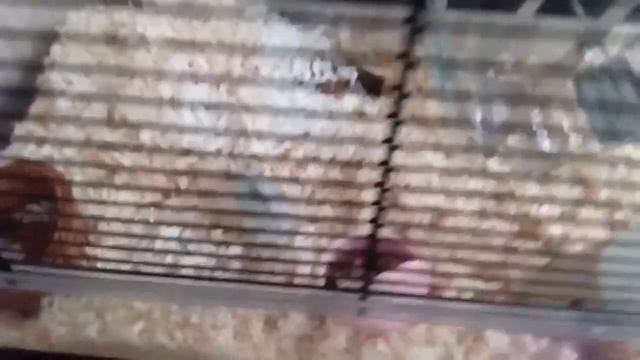 НОВЫЙ ПИТОМЕЦ | ДЖУНГАРСКИЙ ХОМЯК | КАК НАЗВАТЬ? смотреть онлайн