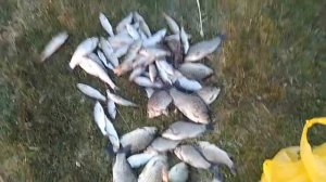 Весенний улов на реке Селенге .Рыбалка. В республике Бурятия.