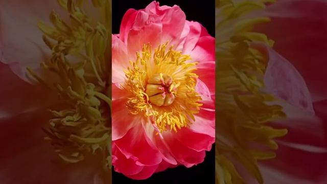 Медитация «АФРОДИТА» пространство удовольствия и наслаждения ❤️ смотреть онлайн