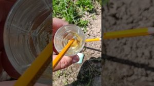 КАК ОПЫЛИТЬ ЯБЛОНЮ .