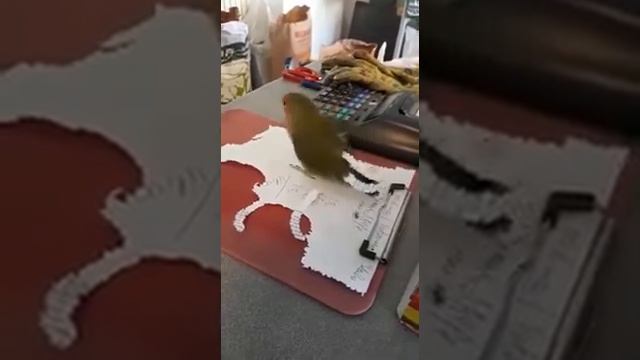 Попугай с бумажным хвостом) смотреть онлайн