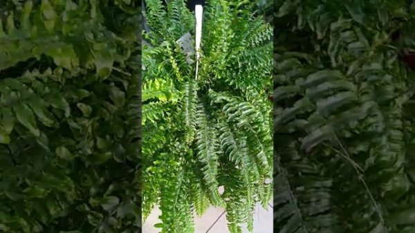 Нефролепис