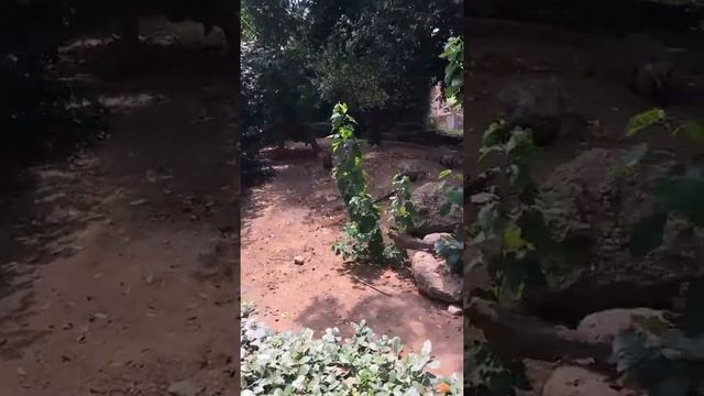 САФАРИЙ РАМАТ ГАН 5 7 16 - Утконос.Австралия. смотреть онлайн