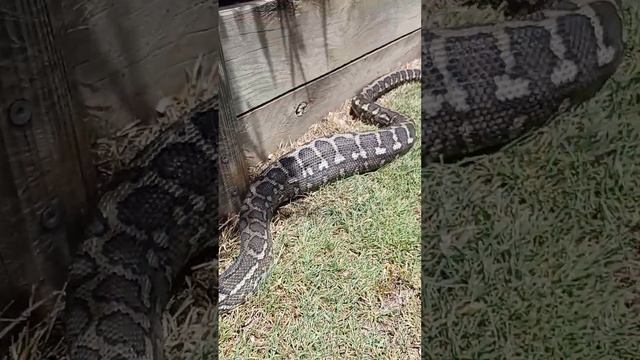 carpet python on the move смотреть онлайн