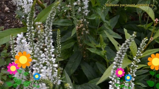 Вероника длиннолистная Альба. Краткий обзор, описание характеристик veronica longifolia Alba смотреть онлайн