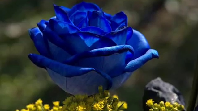 MANTOVANI BLUE TANGO