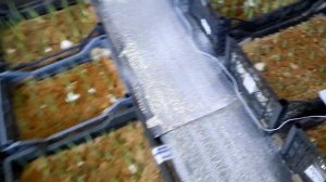 Выгонка тюльпанов в домашних условиях. 04.02.2022