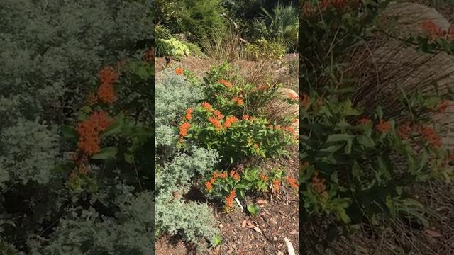 Butterflies Asclepias tuberosa смотреть онлайн