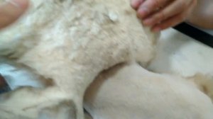 Колтуны (скатанная шерсть) у кота