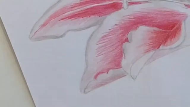 Painting flowers.Draw a beautiful Lily.Лилия.Как нарисовать.Цветными карандашами.Для Начинающих. смотреть онлайн