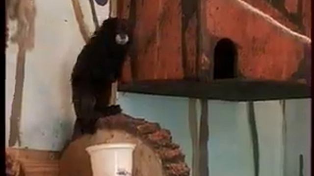 В Челябинском зоопарке новая гостья смотреть онлайн