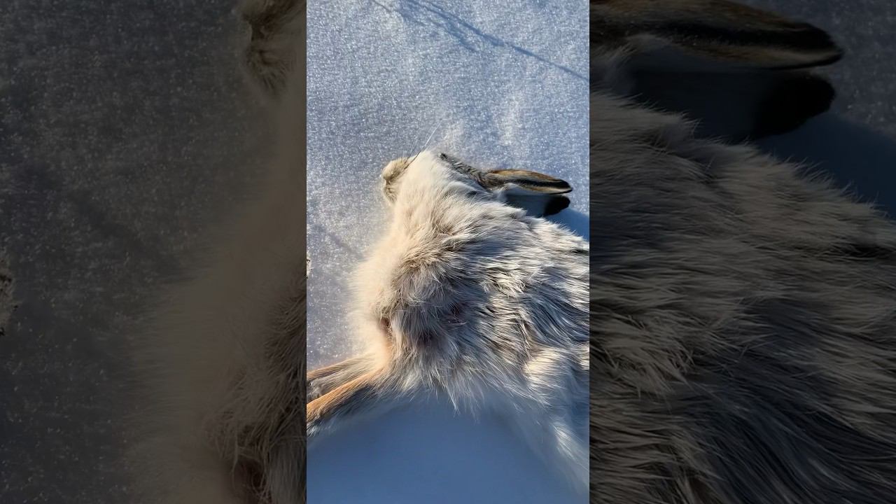 Отчет с охоты на зайца русака #охота #охотаназайца смотреть онлайн