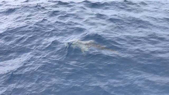 Китовая акула \ Whale shark смотреть онлайн