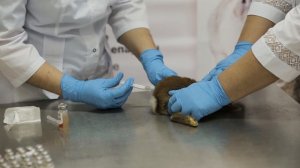 Вакцинация кроликов против миксоматоза и ВГБК вакцинами Раббивак