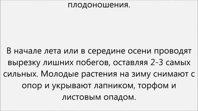 Актинидия уход смотреть онлайн