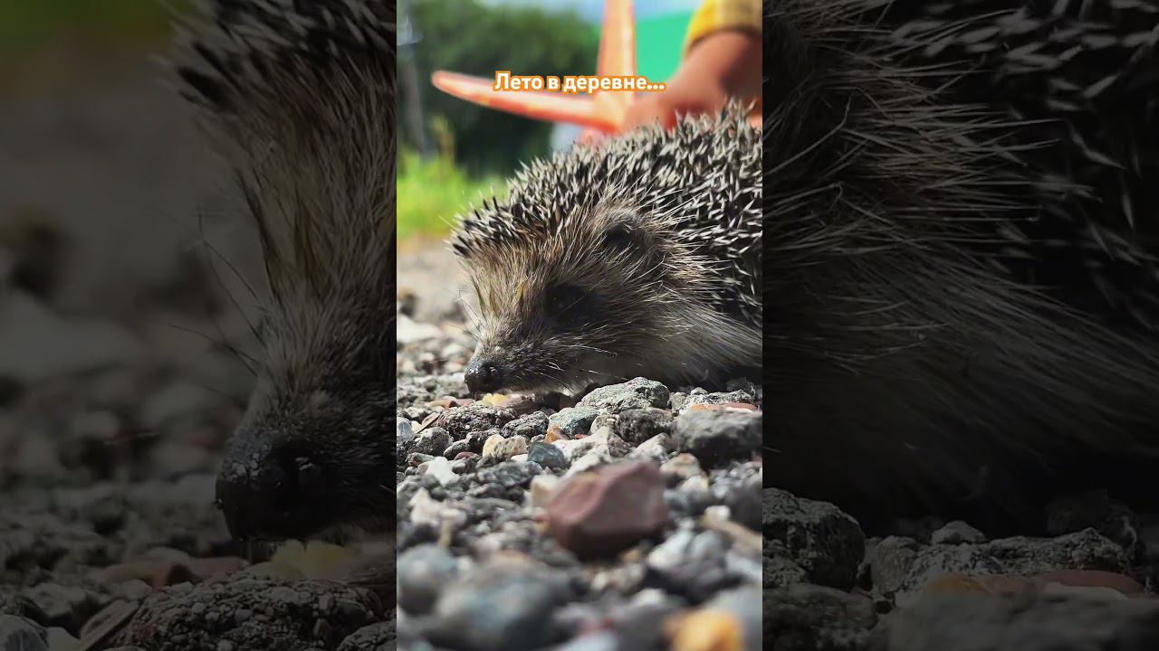 И ежика встретили по дороге … #bashkortostan #башкирия #ёжик#деревня#село смотреть онлайн