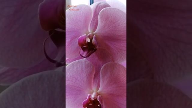 Фаленопсис сого юкидан розовый смотреть онлайн