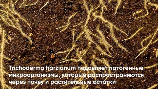 Триходермин Planteco® Триходерма. Биологический фунгицид. Описание. Где купить.