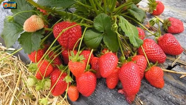 Лучшие сорта клубники для выращивания у себя на даче или загородном участке.