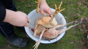 Забой и разделка кур. Петух мутант ./ Жизнь в деревне.