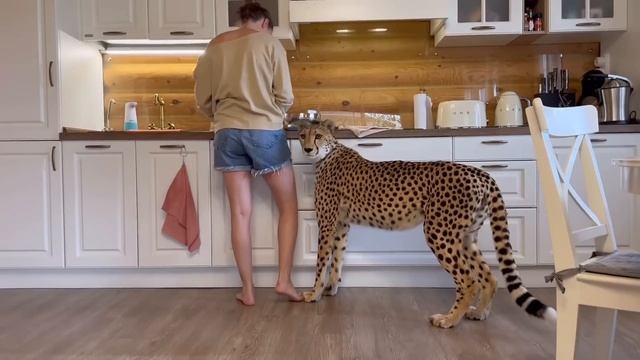 Герда очень голодна и решительна! Гепард Герда упала со стола прыгая за едой!