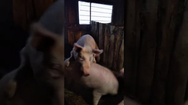 Осеменение свиньи в первый раз.