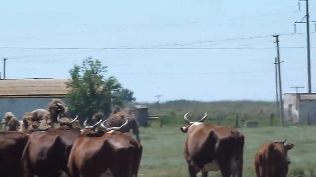 Калмыкия - стадо верблюдов смотреть онлайн
