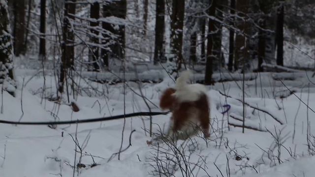 Леоч в лесу