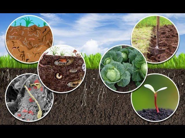 Как БЫСТРО создать ПЛОДОРОДНУЮ почву на участке! смотреть онлайн