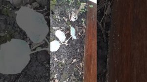 Результат весеннего черенкования тополя белого пирамидального. Небольшой обзор.