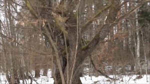 Огромный дуб с природным схроном