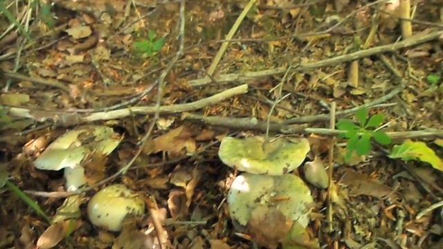Russula Cyanoxantha * Urretxak смотреть онлайн