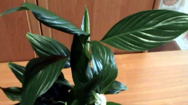 СПАТИФИЛЛУМ (ЖЕНСКОЕ СЧАСТЬЕ) уход в домашних условиях! смотреть онлайн