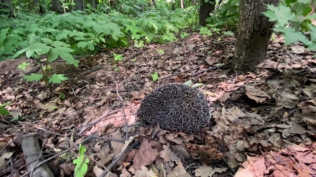 Знакомство! смотреть онлайн