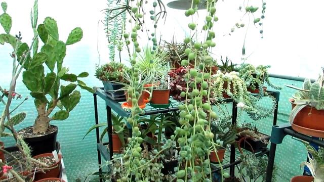 My String Of Pearls Succulent Plant in Flower | Senecio rowleyanus #succulents #succulentplants смотреть онлайн