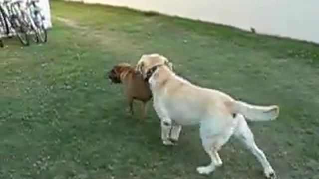 Sharpei VS Labrador смотреть онлайн