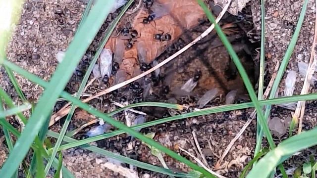 Matki u vhoda v muraveinik 20160713 b